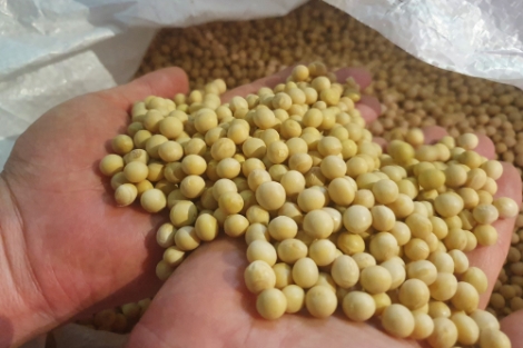 aT, "코로나19 위기 속 두부 수출 4배 급상승"