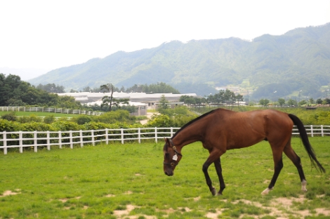 한국마사회, 인공수정 통한 승용마 번식 기술 교육 참가자 모집