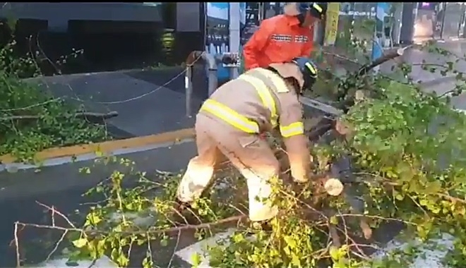 울산 중구 성안동 나무쓰러짐 안전조치.(사진제공=울산소방본부)