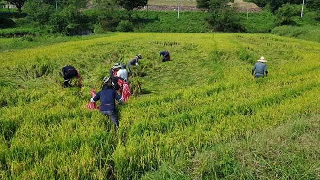 사회봉사대상자들이 벼세우기 작업을 하고 있다.(사진제공=대구서부준법지원센터)