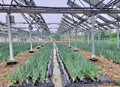 동서발전, 차세대 영농형 태양광 ‘생산량 17% 향상’