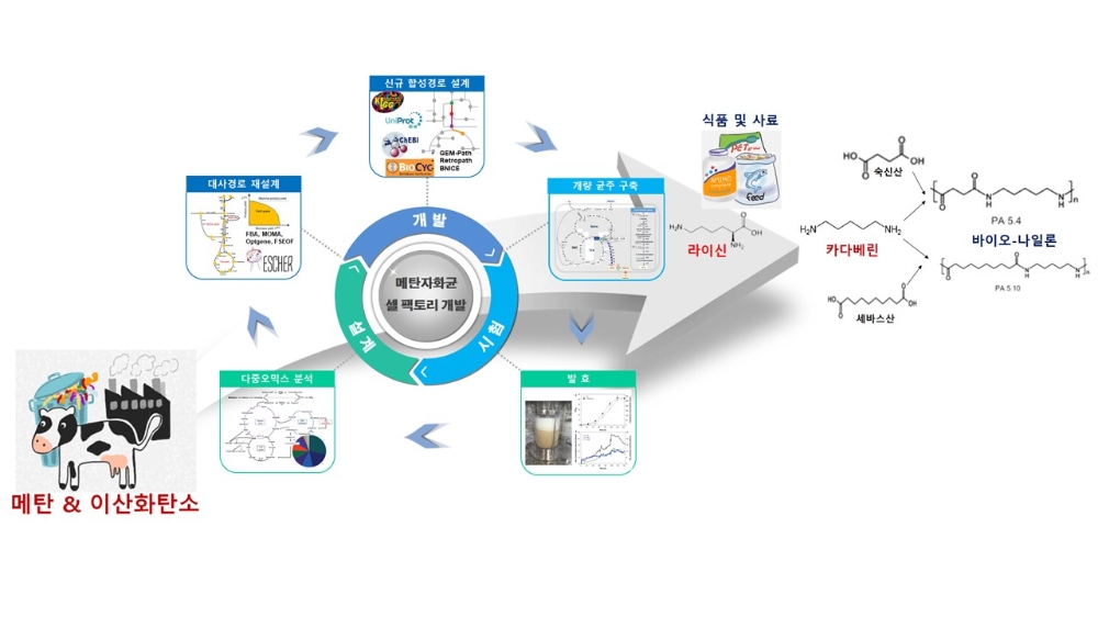 메탄자화균의 개량 및 이를 이용한 메탄 유래 라이신 및 카타베린 생산 전체 개념도. 사진=한국연구재단