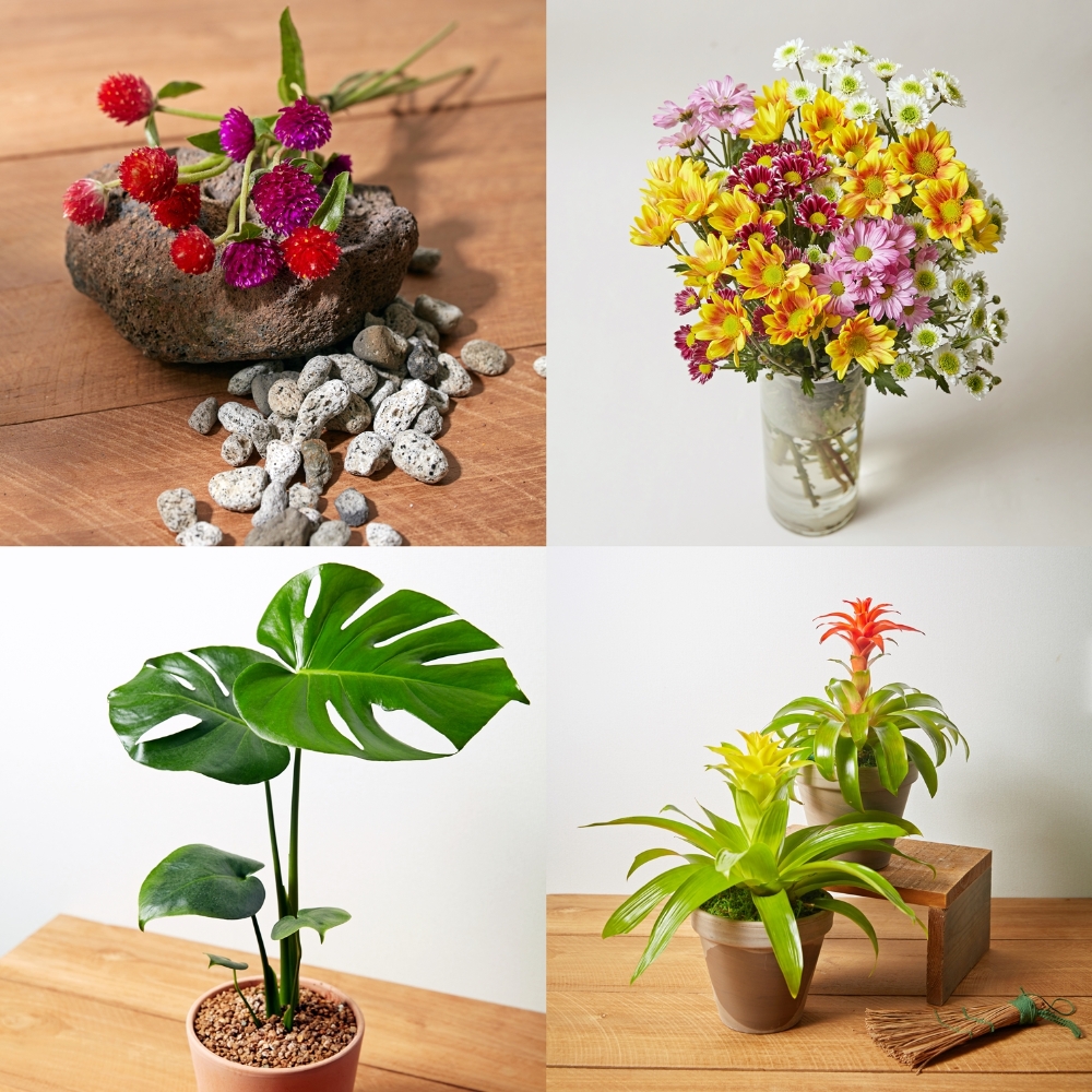 올해의 가을 꽃인 천일홍, 소국, 아나나스, 몬스테라(왼쪽 위부터 시계방향)
