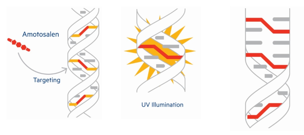 서울바이오시스 ‘바이오레즈’기술 혈액 살균기 최초 공급