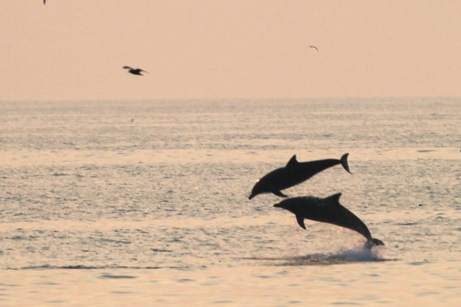 제주 바다로 돌아간 제돌이. 바다에서 새로 사귄 친구와 함께 바다 위를 뛰어오르는 장면이 포착. (사진제공=환경운동연합 함께사는길 이성수)