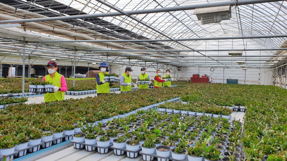 NH농협은행 리스크관리부문, 화훼농가 일손돕기 실시