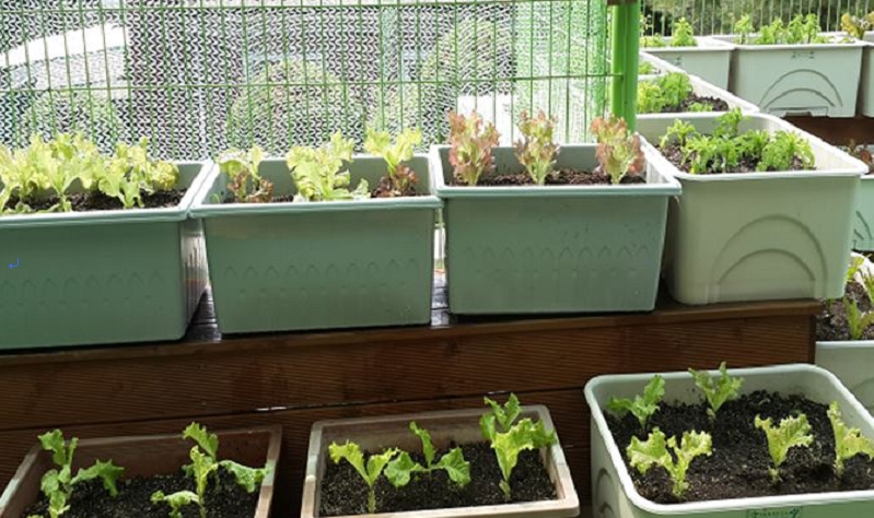 실내에서 키울 수 있는 상자텃밭(사진=마포구)