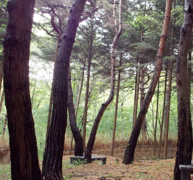 서울대공원 치유의 숲(사진=서울대공원)