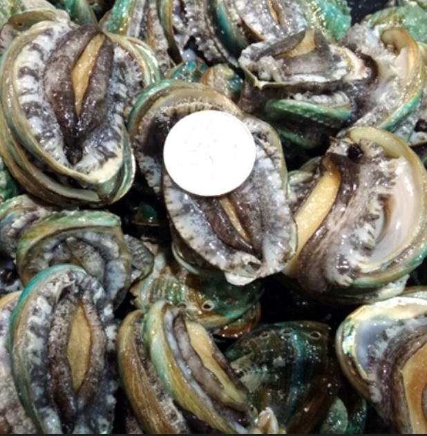 전 복이미지.(사진=수협중앙회)