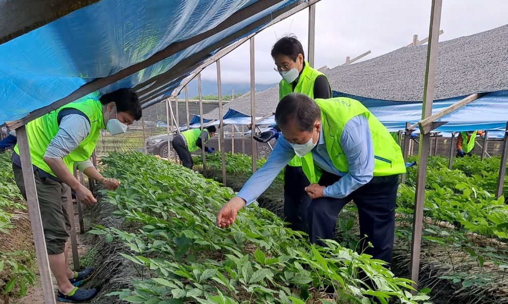 농협중앙회 감사위원회사무처, 춘천 인삼농가 찾아 일손 보태