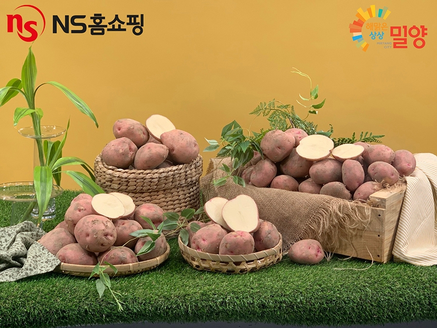 NS홈쇼핑, 밀양 특산품 '서홍감자' 론칭 방송