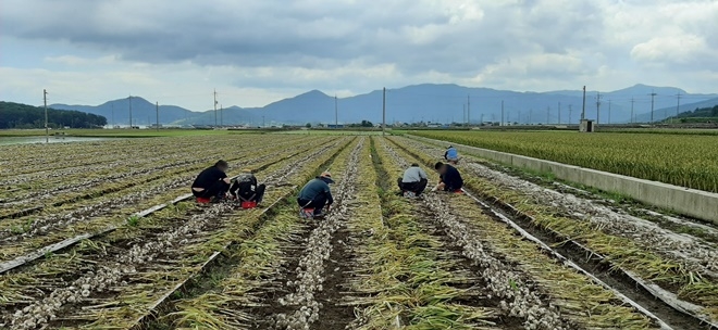 사회봉사명령대상자들이 25일 마늘 수확 작업을 하고 있다.(사진제공=진주준법지원센터)