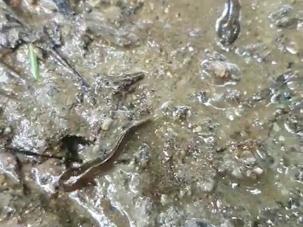 부산 기장군 장안읍 명례리 산업폐기물 매립장 사업예정지에 서식하는 고리도롱뇽.(제공=김정대 장안읍 이장협의회장)