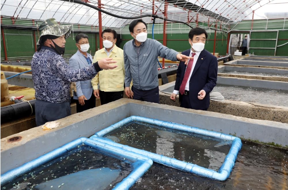 임준택 수협중앙회장(사진 우측에서 두번째)이 9일 윤재갑 국회의원(사진 좌측에서 세번째)과 함께 전남 진도군을 찾아 집중호우 피해를 입은 전복종묘 양식장을 살펴보고 있다.(사진=수협중앙회장)