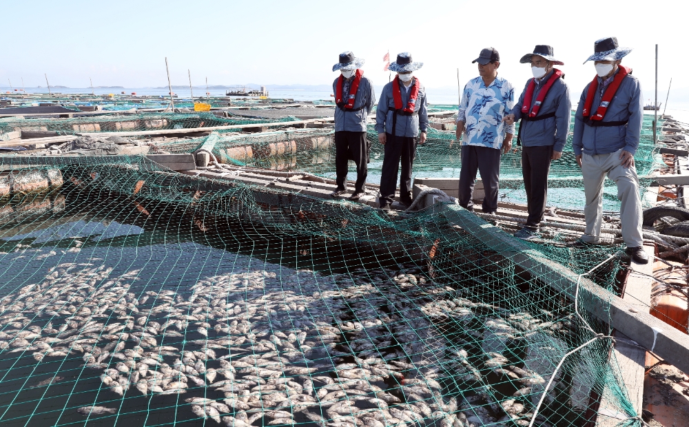홍진근 수협중앙회 대표이사(사진 우측에서 두번째)가 10일 충남지역 조피볼락 양식장을 찾아 고수온·적조 대비 상황을 점검하고 어업인들과 피해 대응방안을 논의하고 있다. (사진=수협중앙회)
