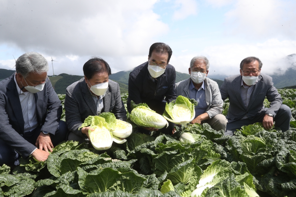 이성희 농협중앙회장, 고랭지배추·무 수급상황 점검