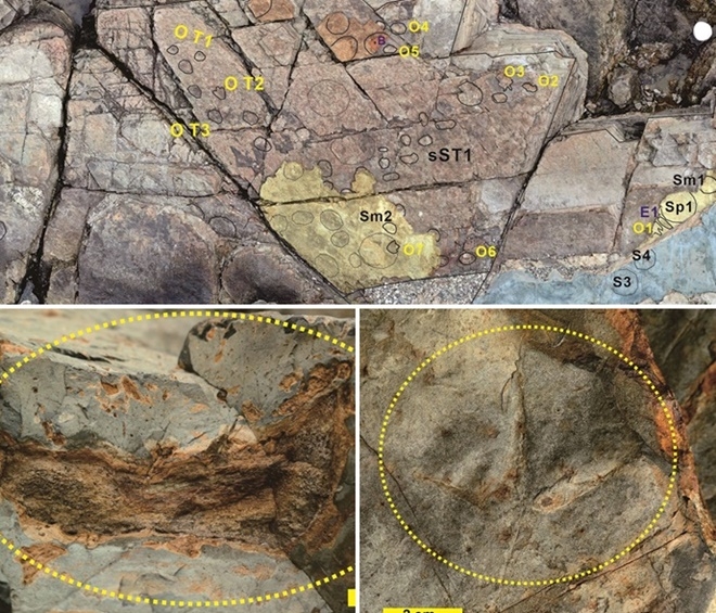 (위부터 시계방향)일광면 신평소공원 공룡발자국 화석층 표면 전경(O는 조각류, S는 용각류)/새발자국 화석/공룡뼈 화석.(제공=부산 기장군)