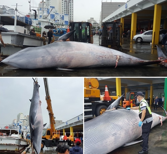 (사진제공=울산해양경찰서)