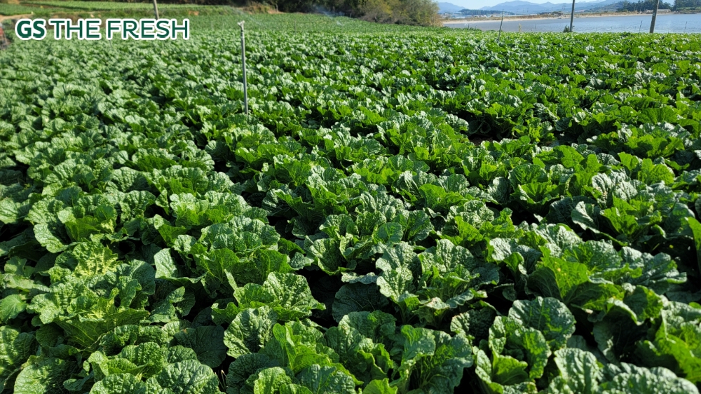 GS더프레시, 김장재료 20% 할인 행사 진행