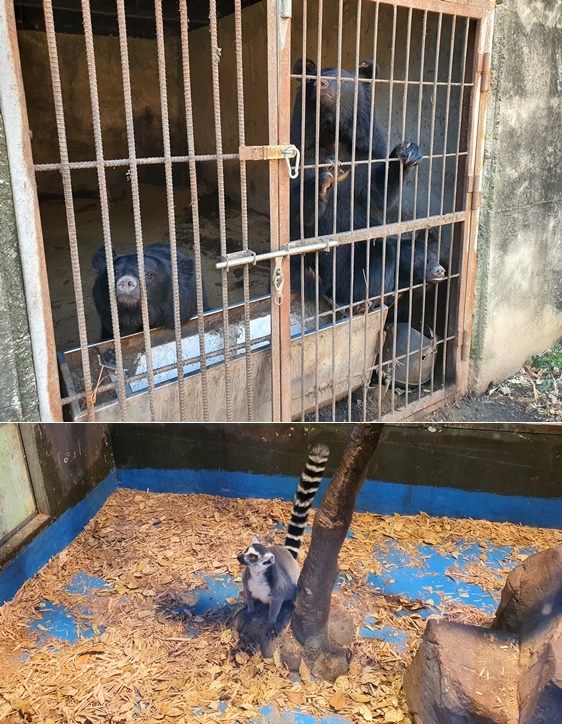 반달가슴곰/알락꼬리여우원숭이.(사진제공=낙동강유역환경청)