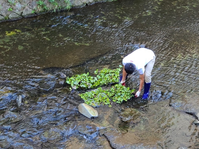 기장군 기장읍은 만화천 수질 개선을 위해 수생식물인 부레옥잠을 자체 배양해 이식하는 등 친환경적인 만화천 살리기 사업을 추진하고 있다.(사진제공=부산 기장군)