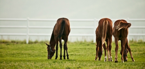 한국마사회, 말산업 고통 분담 위한 ‘말 등록 수수료’ 면제