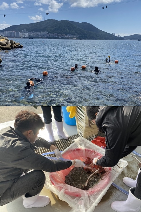 기장군 해조류육종융합연구센터에서 자체 생산에 성공한 해삼종자를 해녀들이 기장 연안 마을어장에 방류하고 있다.(사진제공=부산 기장군)