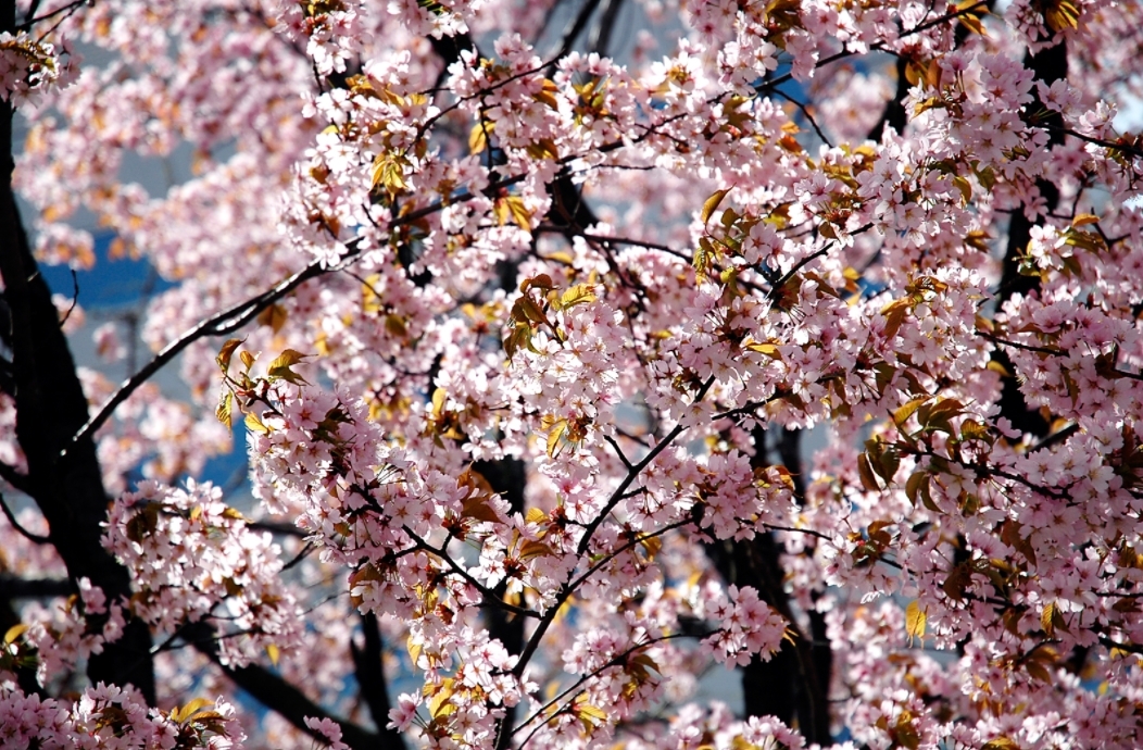 벚꽃 전경. (사진=포도컴)