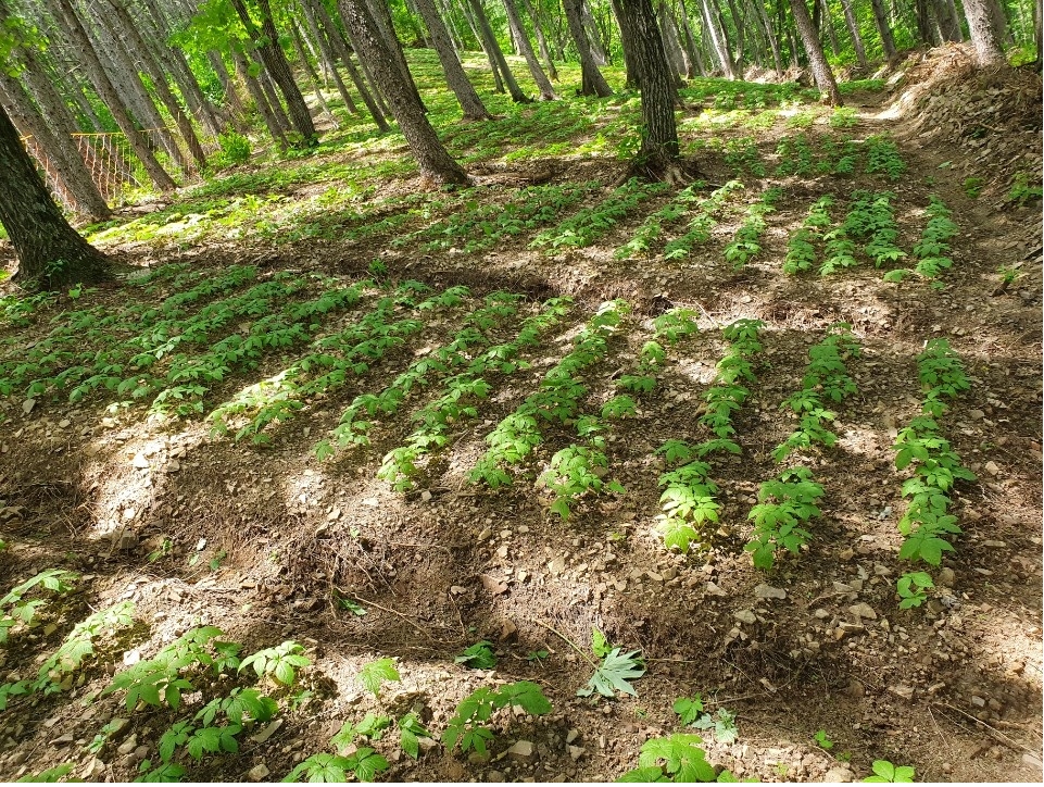 재력가라고 행사하기 위해 제시한 타인소유의 강원도 홍천의 산양삼밭