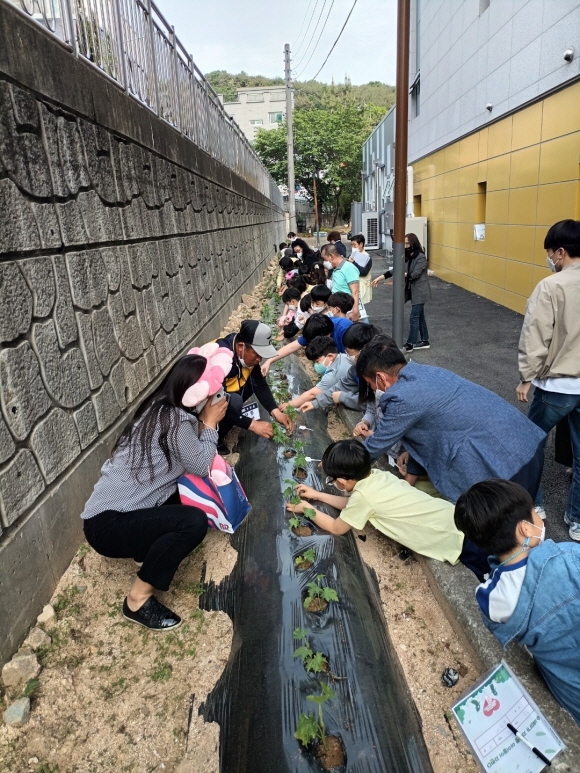 5월 10일 정관읍행정복지센터 유휴공간을 활용한 텃밭가꾸기 프로그램에 참여한 아이들이 수세미 모종 심기 체험활동을 하고있다.(사진제공=부산 기장군)