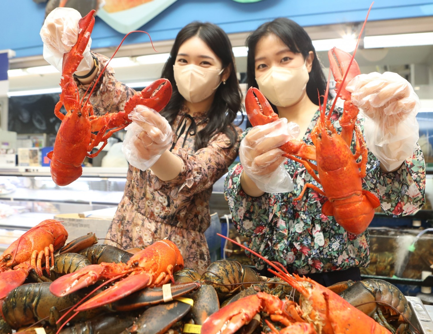 롯데마트, 캐나다산 활 랍스타 선보여