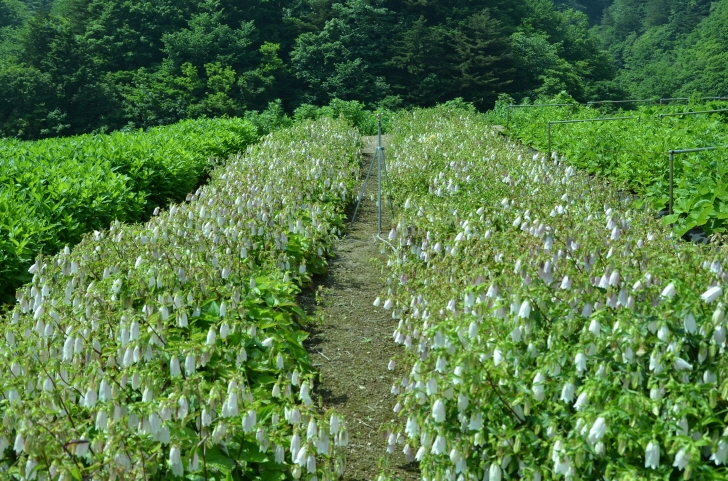 LG생활건강, 우리나라 자생식물 보전으로 미래자산 확보한다