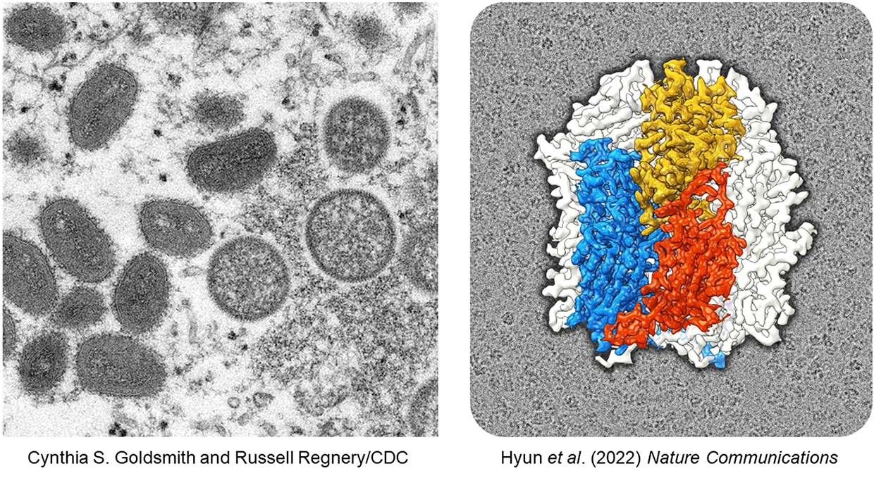 크라이오템 영상분석 이미지 자료. (왼쪽) 숙주세포 내 원숭이두창바이러스(Monkeypox virus) 단면 전자현미영 영상 / (오른쪽) 두창 백신바이러스(Vaccinia virus)의 껍질단백질을 Cryo-EM으로 분석해 얻은 준원자 분해능 입체구조.(제공=부산대)