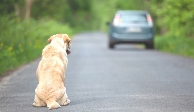 (사진제공=한국동물보호연합)