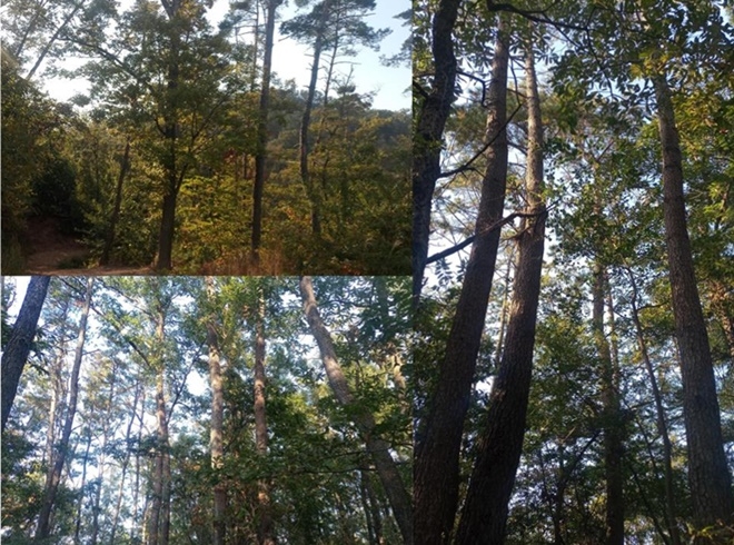 덕신 동상지구 도시개발사업 예정지 숲.(사진제공=울산환경운동연합)