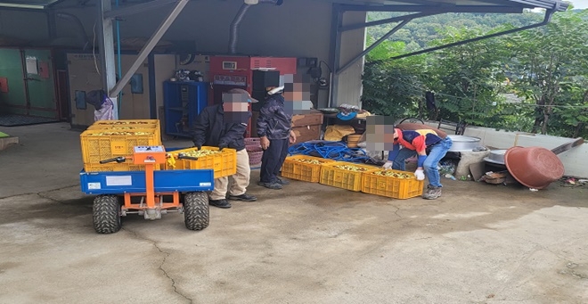 대추 선별 작업 중인 모습.(사진제공=대구보호관찰소)