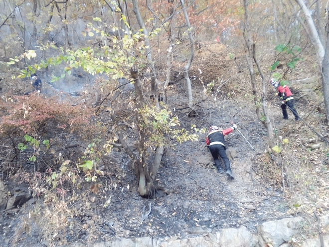 (사진제공=산림청)