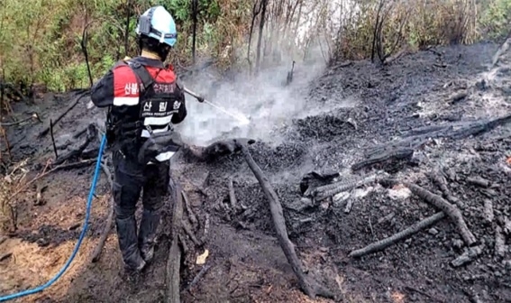 (사진제공=산림청)