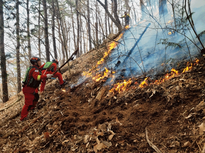 (사진제공=산림청)