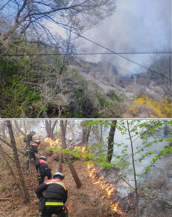 (사진제공=산림청)