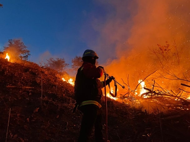 (사진제공=산림청)