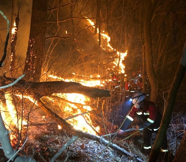 (사진제공=산림청)