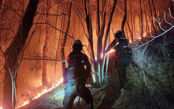 자료사진.(제공=산림청)