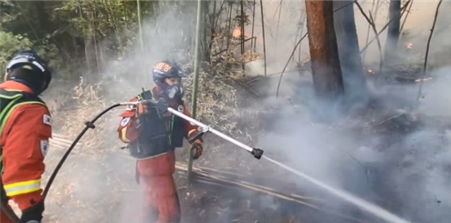 (사진제공=산림청)