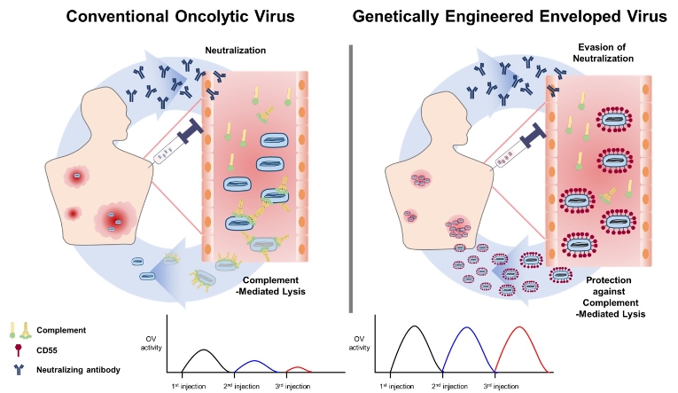 신라젠, 'SJ-600' 학술 웨비나 진행