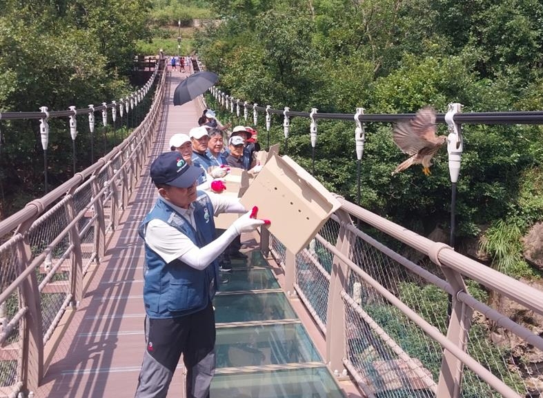 황조롱이 방생