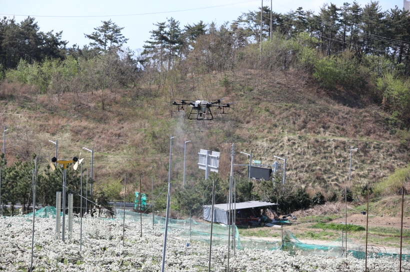 기장군농업기술센터에서 농업용 드론을 활용해 과수분야 시범 방제를 시행하고 있다.(사진제공=부산 기장군)
