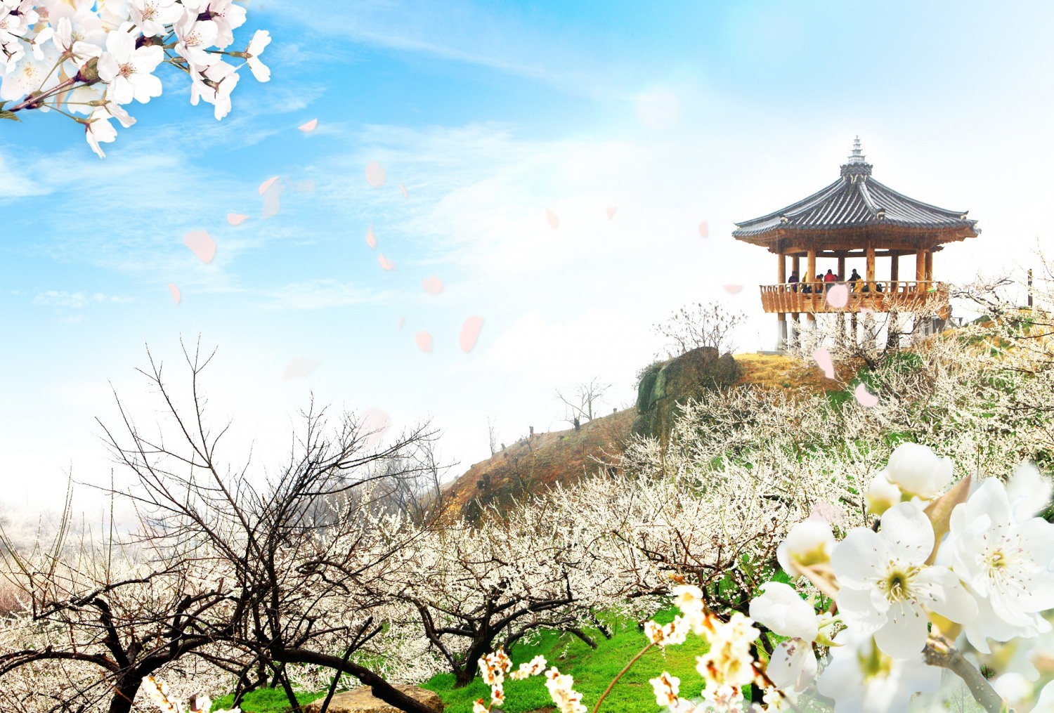 GS샵, ‘광양 매화 축제’ 여행상품 방송