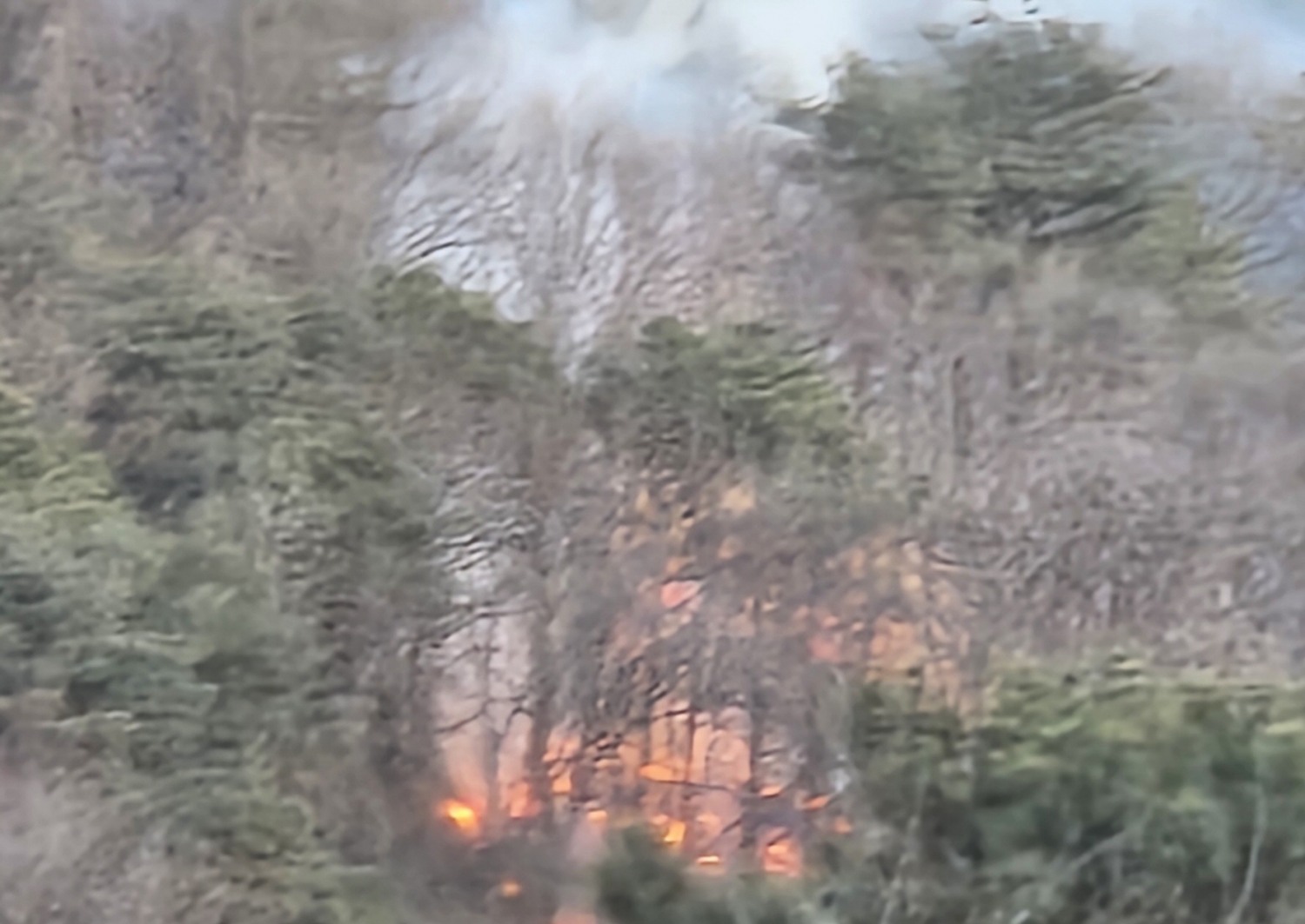 (사진제공= 산림청)