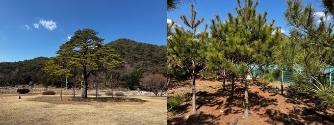보은 속리 정이품송과 자목.(제공=부산 기장군)